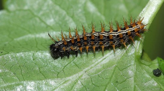 Silver washed fritillary butterfly caterpillar on a leaf