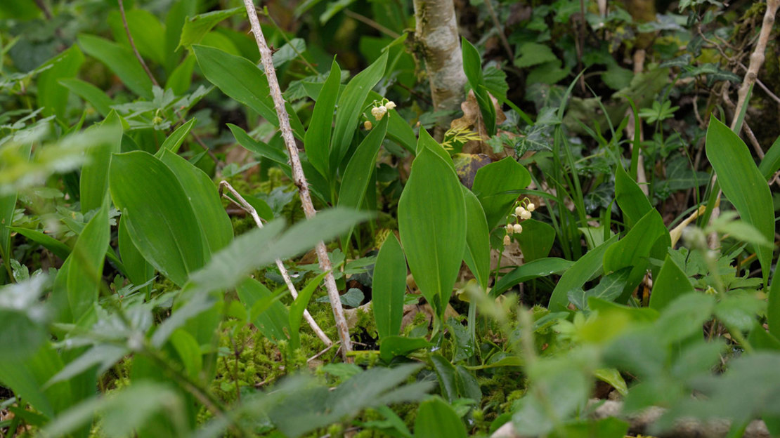 Lily of the valley leaves growing wild in the woods