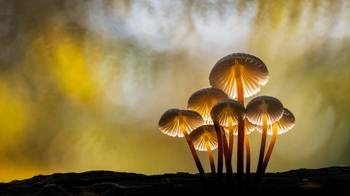 Small group of backlit oak-stump bonnet cap mushrooms