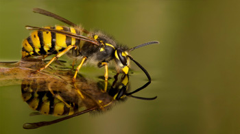 Wasp drinking drinking from water's surface, perched on a floating leaf.