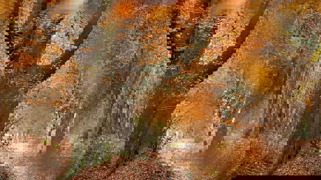 Path through autumnal wood with brownish orange leaves on the trees and woodland floor