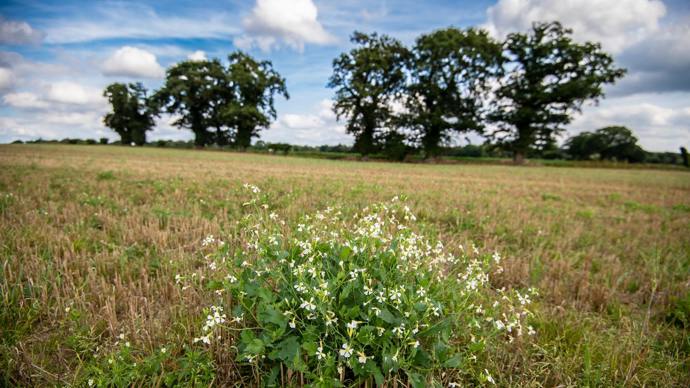 Mature trees lining a field boundary with arable field in foreground