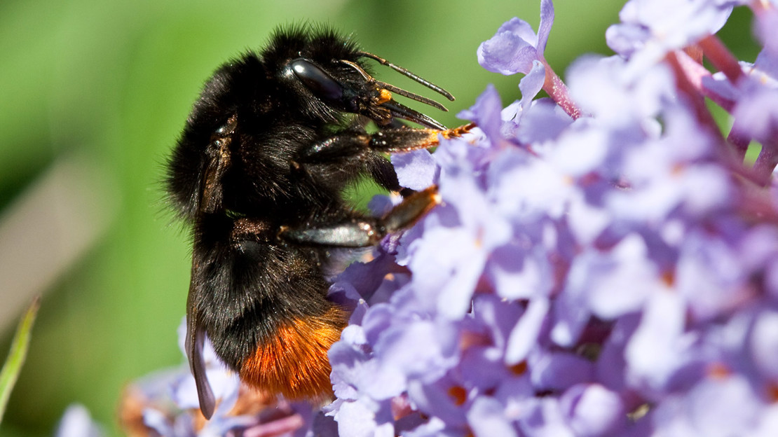 Queen Red tailed bumblebee