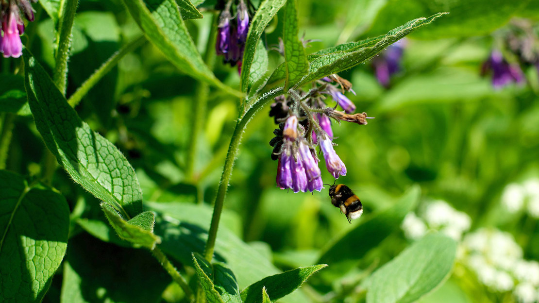 Bee feeding on Wild Comfrey flowers
