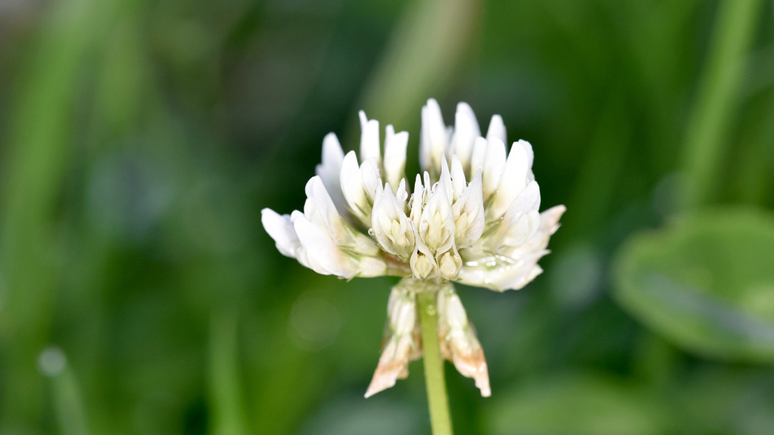 White clover flower head
