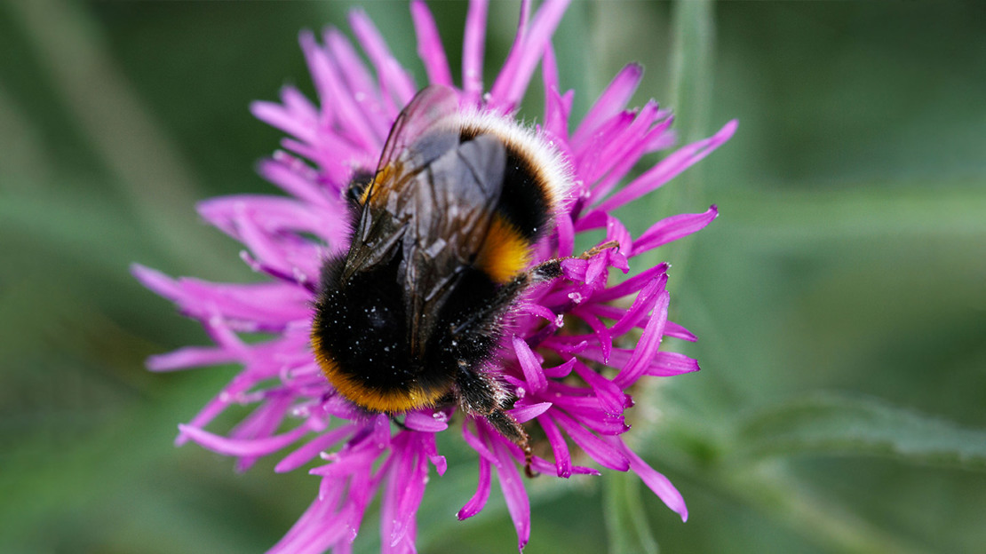 Buff Tailed Bumblebee on Knapweed