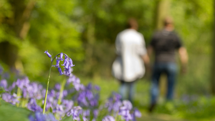 Couple walking in woodland with bluebells