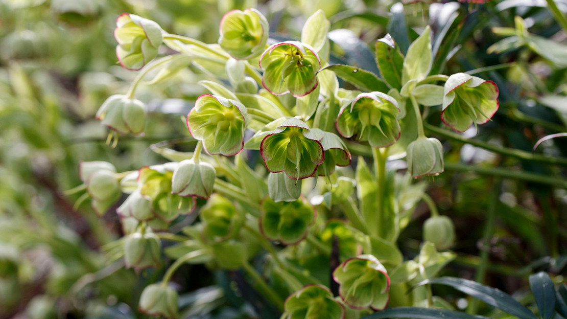 Stinking Hellebore Flowers