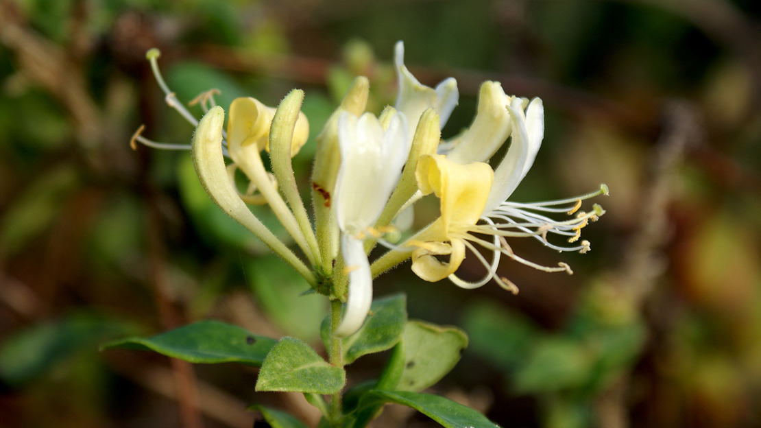 Honeysuckle flower head
