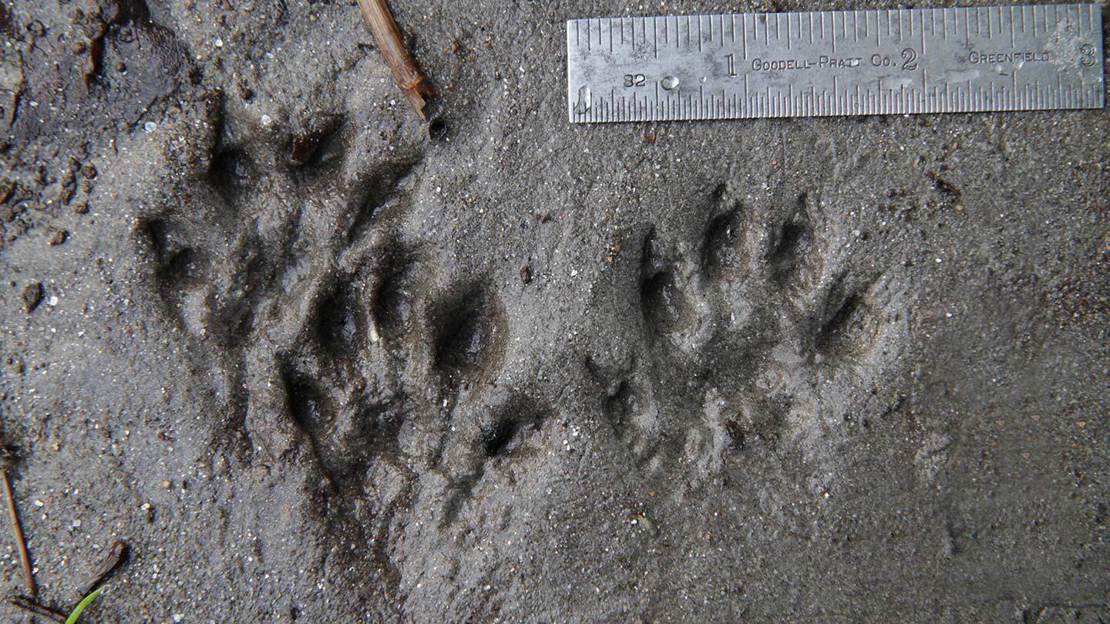 Three small prints with five toes and claws in wet mud