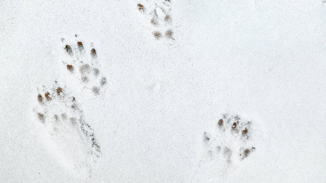 Close up of a squirrel's front and hind pawprints in snow