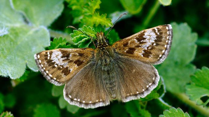 Dingy skipper butterfly resting with wings open