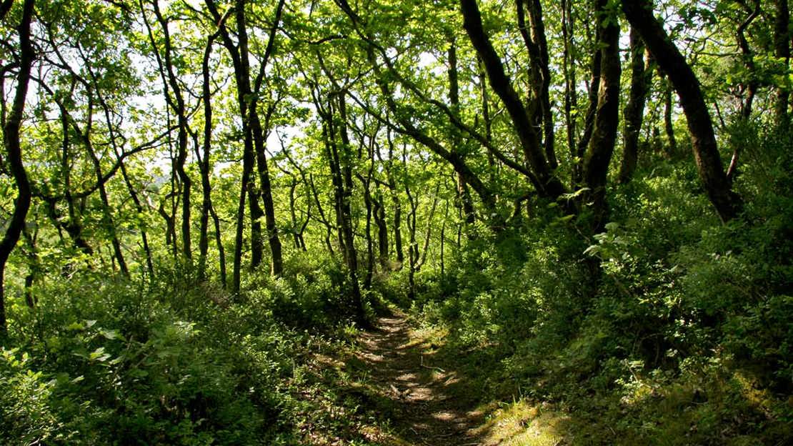 Coed Lletywalter woods