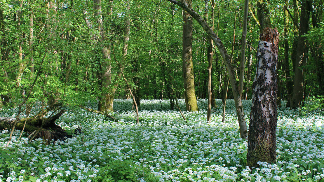 Wild garlic growing in ancient woodland