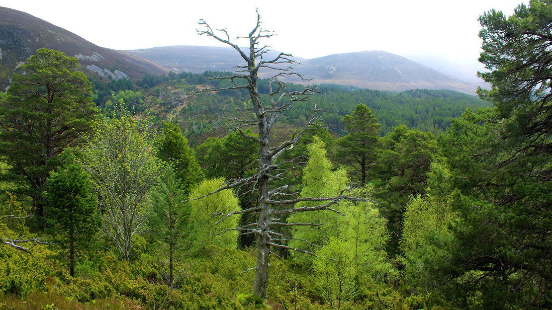 Dead scots pine among live birch trees in ancient woodland