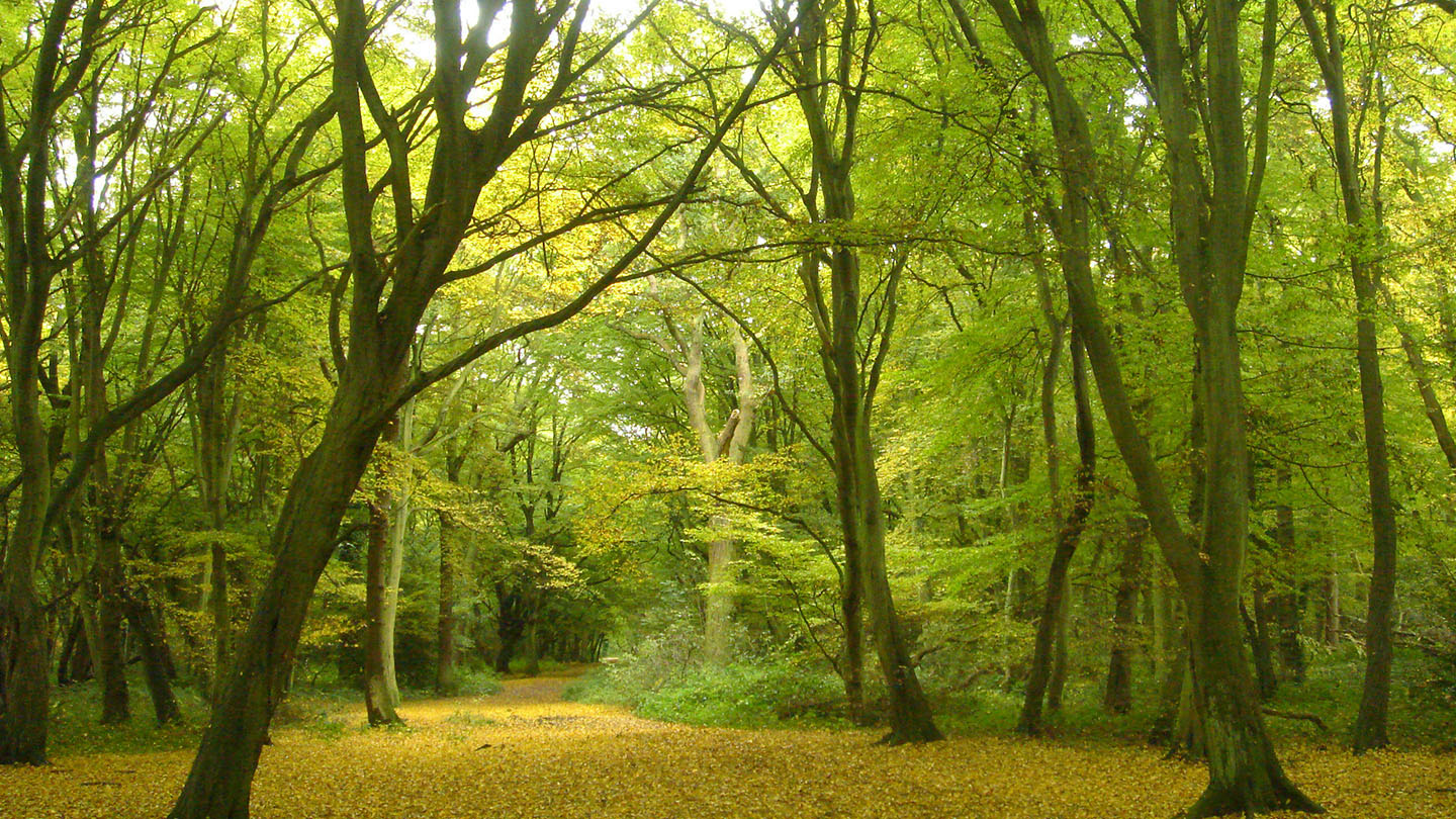 Ancient Woodland - British Habitats - Woodland Trust