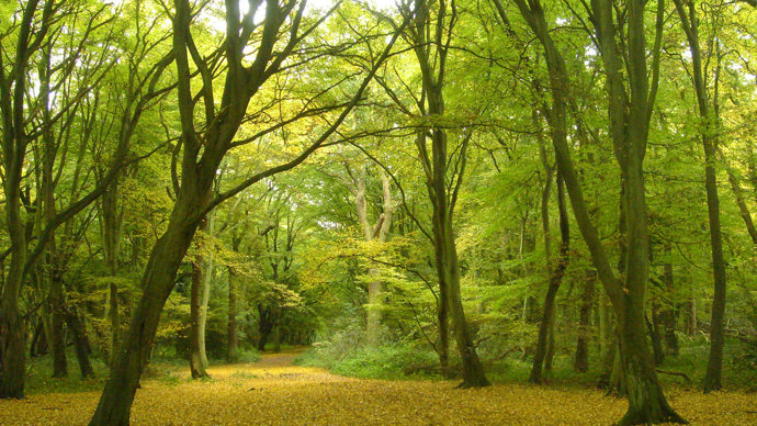 Bright green woods with open ground covered in yellow fallen leaves