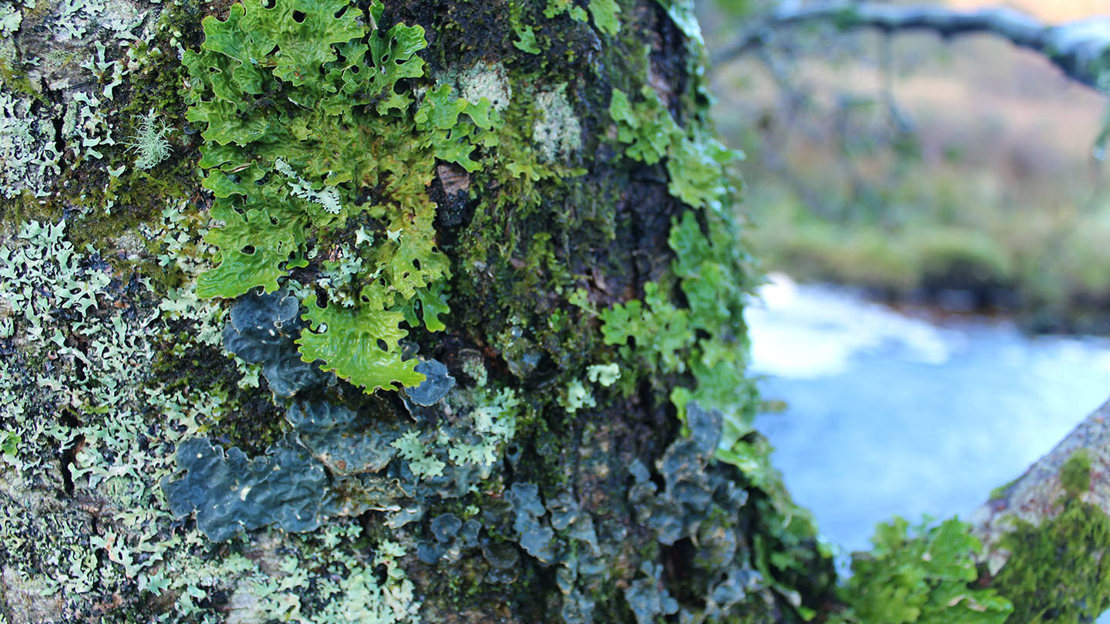 Lungwort on tree in ancient woodland