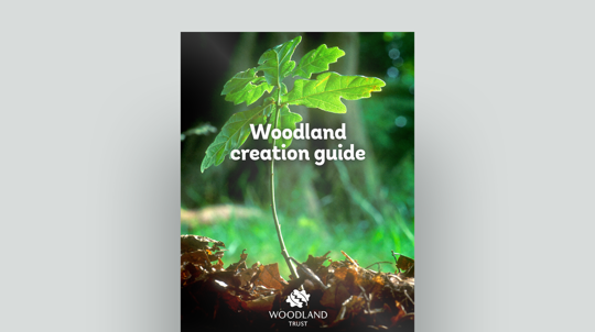 Document cover for the Woodland Trust's woodland creation guide