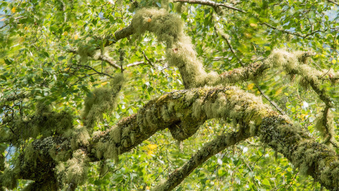 Lichen and moss covered branches at Abriachan