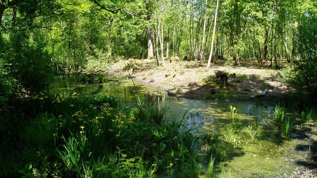 Water filled moat in summer at Moat Wood