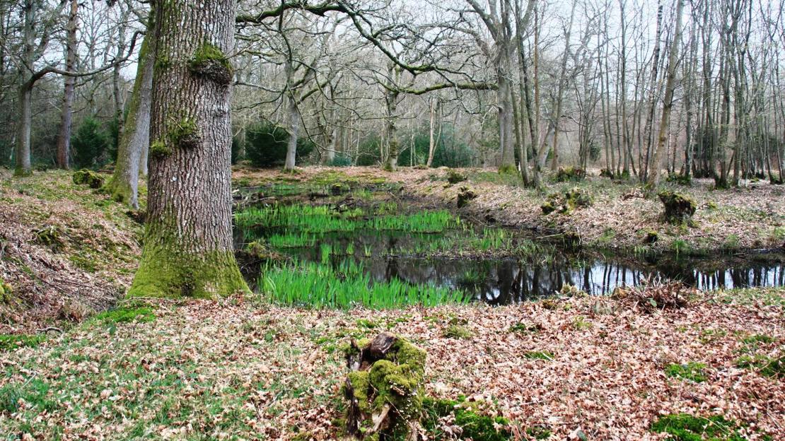 Water filled moat in winter at Moat Wood
