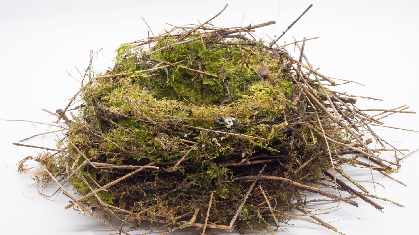 Bird Nests In Small Medium And Large Sizes