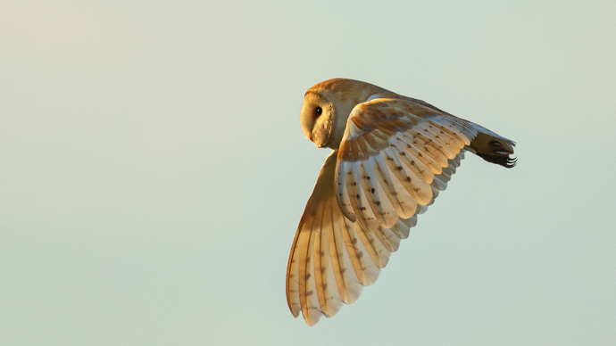 Barn owl in flight