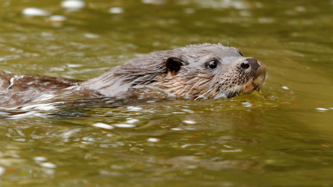 European otter swimming in river
