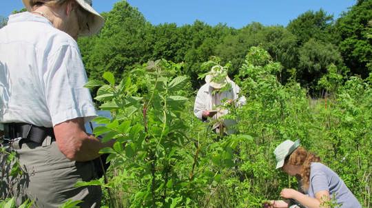 Heartwood Botanical Survey Volunteers