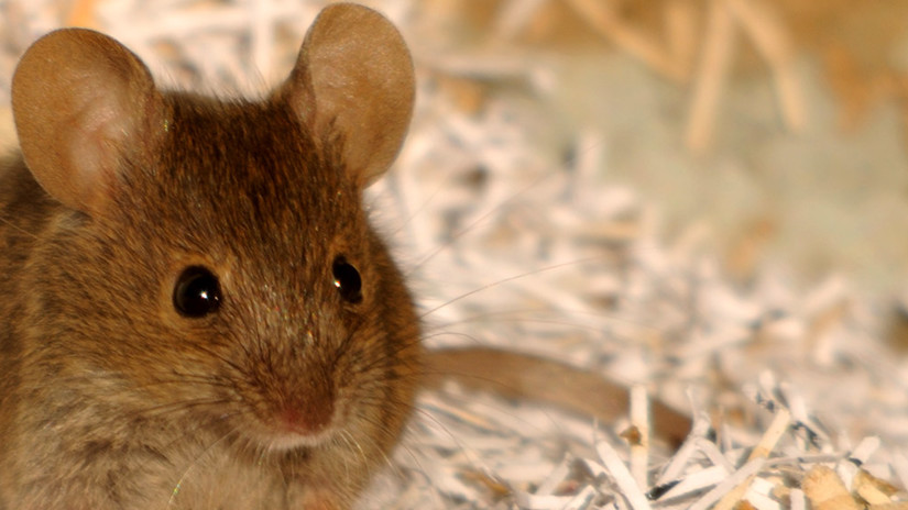 Umbraco.Cms.Infrastructure.PublishedCache.Property