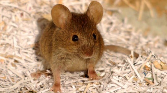 House Mouse