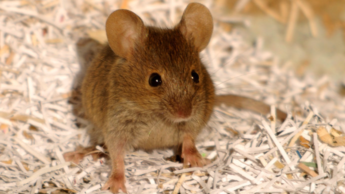 House Mouse