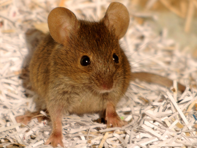 Umbraco.Cms.Infrastructure.PublishedCache.Property