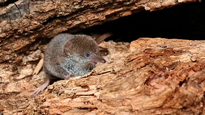 Common shrew on deadwood tree trunk