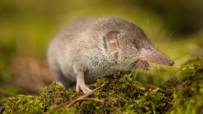 Pygmy shrew