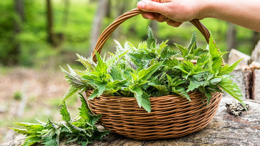 Wicker basket full of nettles