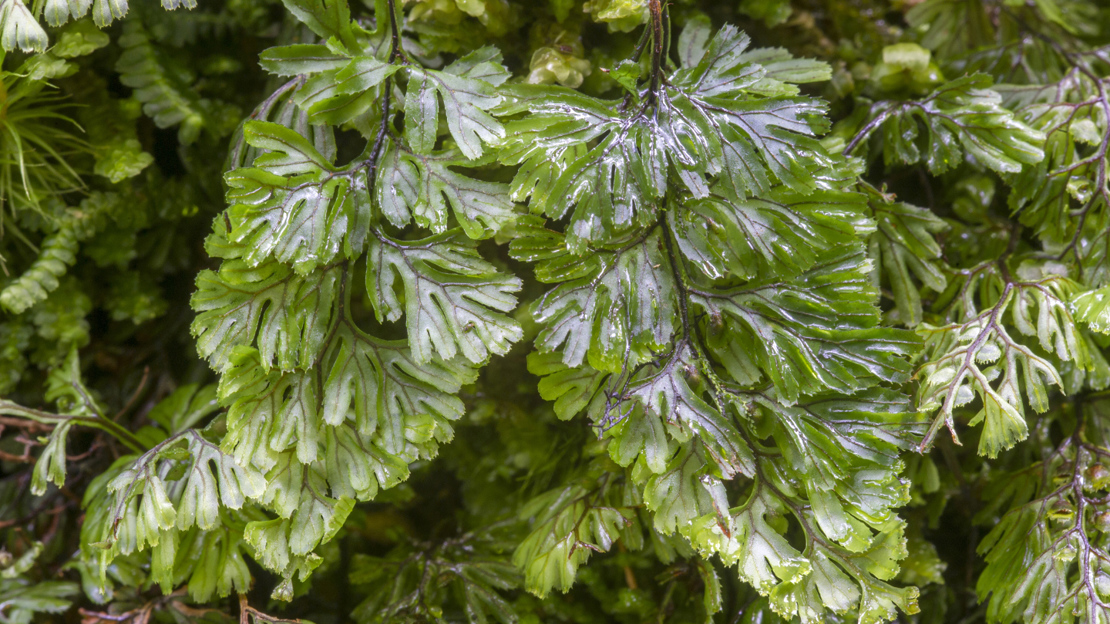 Close up of Wilson's filmy fern