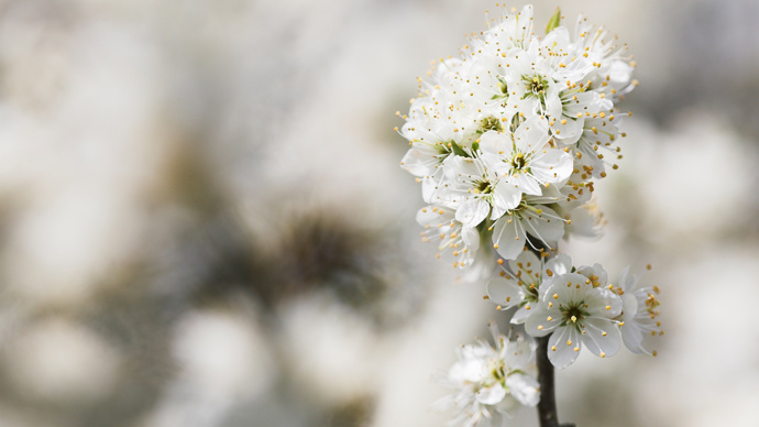 Wild sweet cherry blossom