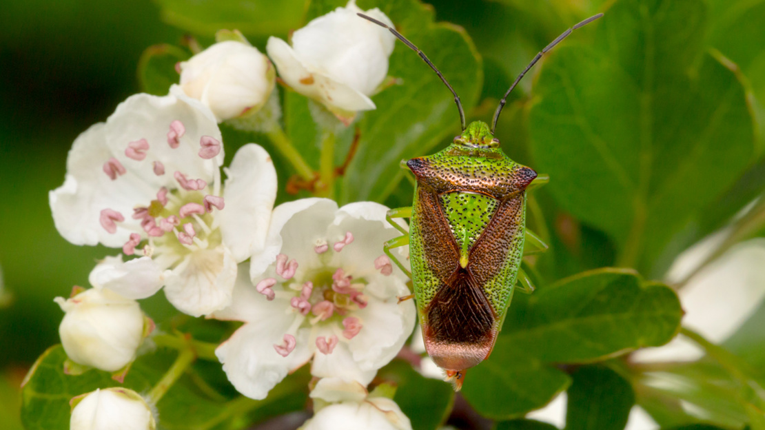 Hawthorn shieldbug on hawthorn blossom