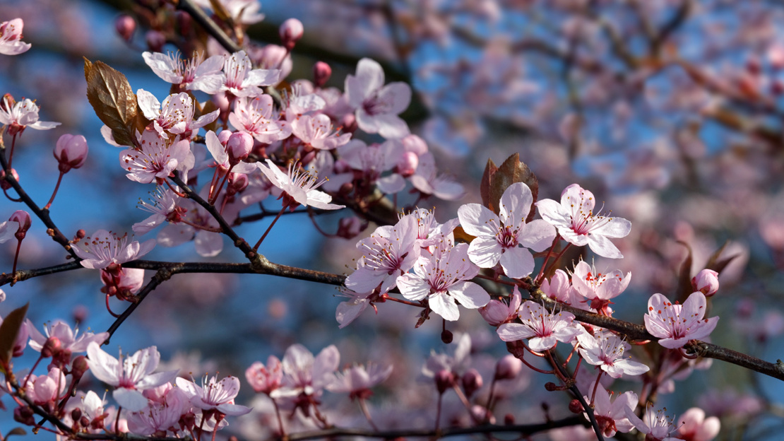Pink Cherry Blossom Prunus Cerasifera nigra Flowers against a blue sky