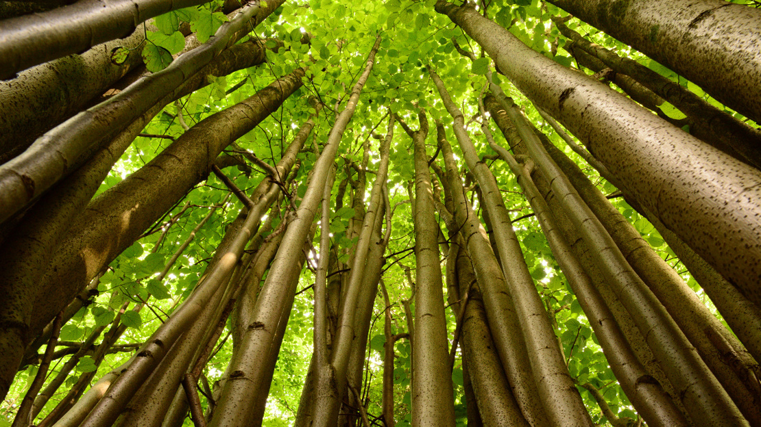 Looking up to the leaf canopy at Tring Park