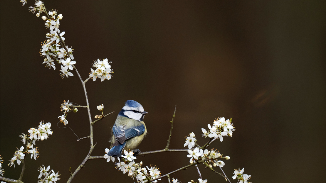 Blue tit perching in blackthorn tree with blossom