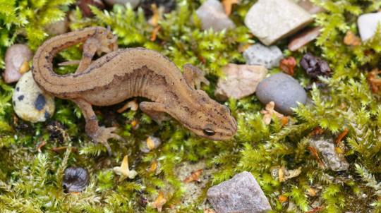 Female smooth (common) newt on land