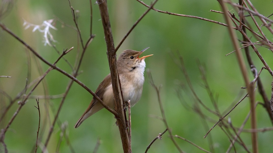 Reed warbler singing from branches