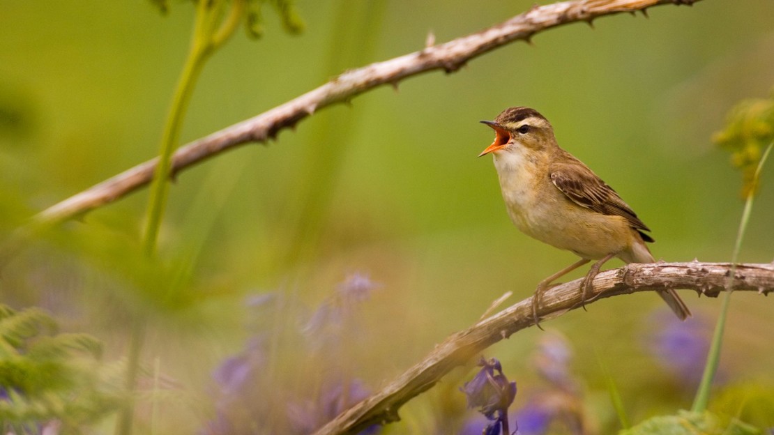 Sedge warbler singing from branch