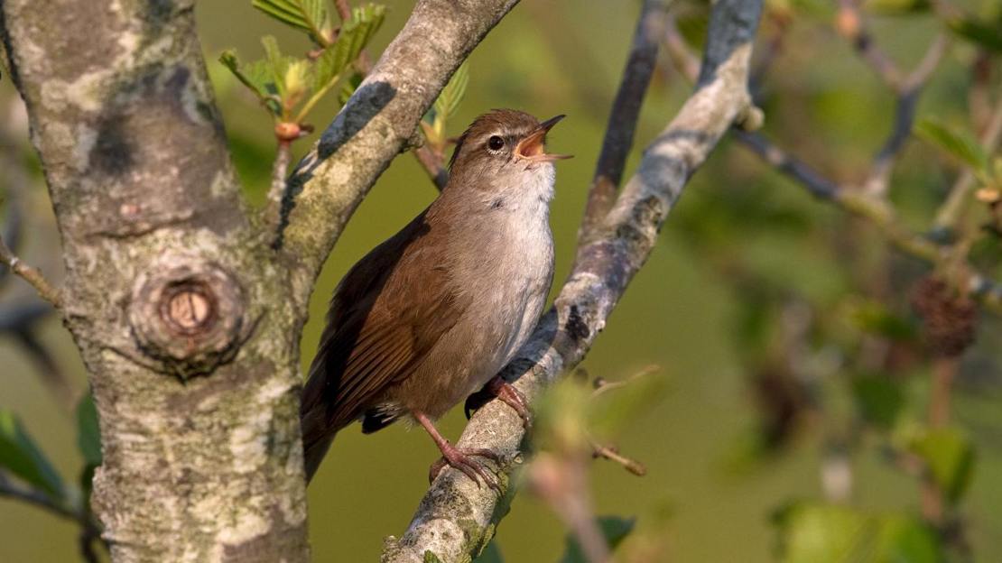 Cetti's warbler singing from tree