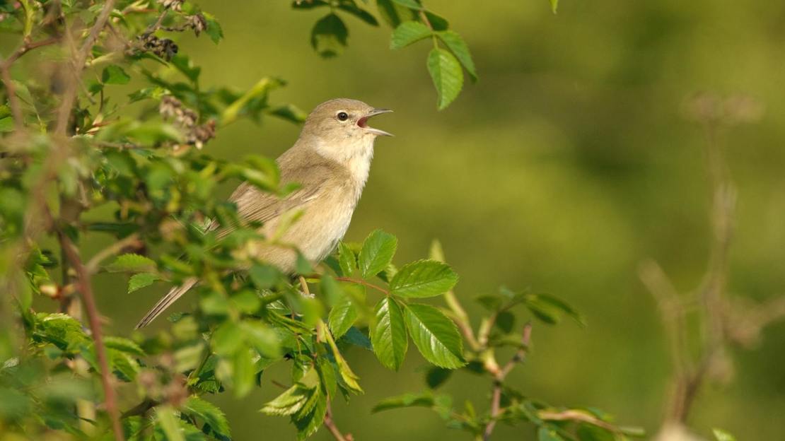 Garden warbler singing from shrub