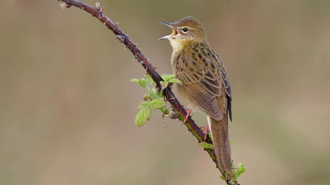 Grasshopper warbler singing from bramble