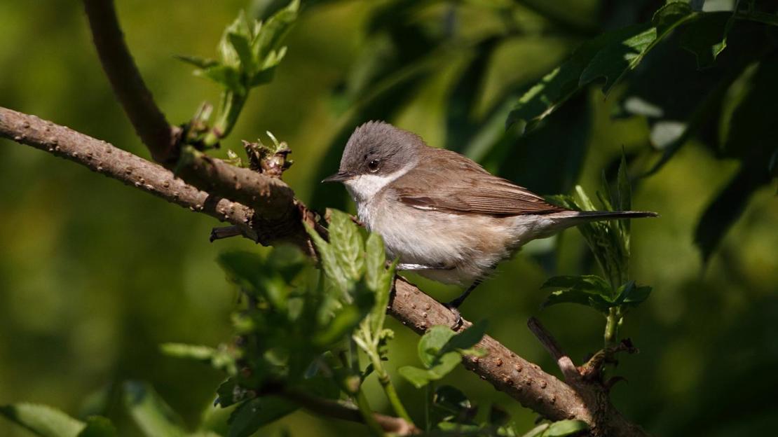 Lesser whitethroat perched on branch
